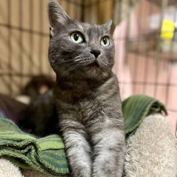 Rescue Domestic Medium Hair Cats for Adoption in Mt. Juliet, Tennessee - Majesta | PetCurious
