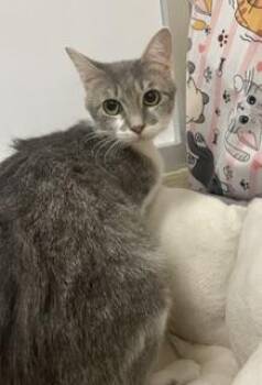 Genie -  Tabby Cat for Adoption in Parlier, California - Genie | PetCurious
