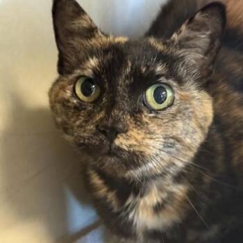 Domestic Short Hair Cats Available for Adoption - Luna Schmoona | PetCurious