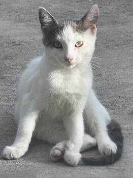 Marshmallow -  Domestic Short Hair Cat for Adoption in Seal Beach, California - Marshmallow | PetCurious