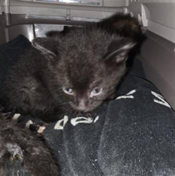 A658058 -  Domestic Short Hair Cat for Adoption in Houston, Texas - A658058 | PetCurious