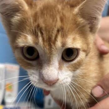 Weasley -  Domestic Short Hair Cat for Adoption in Newport, North Carolina - Weasley | PetCurious
