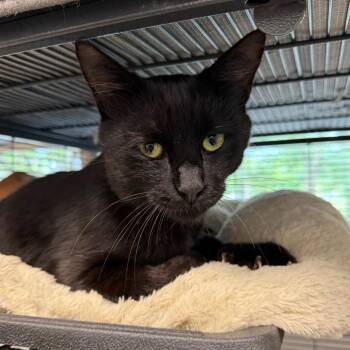 Vincent -  Domestic Short Hair Cat for Adoption in Hampton Bays, New York - Vincent | PetCurious
