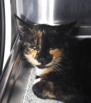 Rena -  Domestic Short Hair Cat for Adoption in Brunswick, Georgia - Rena | PetCurious