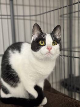 Domestic Short Hair Cats Available for Adoption in Tyrone, Pennsylvania - Rita | PetCurious