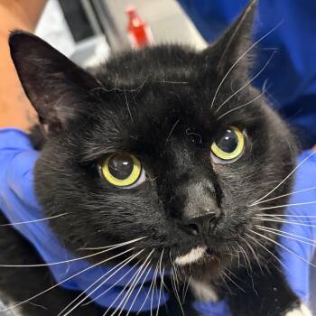 Dash -  Domestic Short Hair Cat for Adoption in Greenville, South Carolina - Dash | PetCurious
