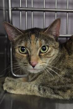 Sweetie -  Domestic Short Hair Cat for Adoption in Vancouver, Washington - Sweetie | PetCurious