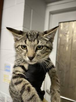 VELCRO -  Domestic Short Hair Cat for Adoption in Hagerstown, Maryland - VELCRO | PetCurious