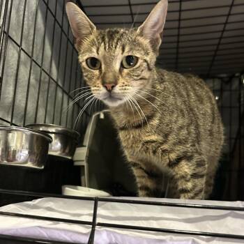 Dory Day -  Domestic Short Hair Cat for Adoption - Dory Day | PetCurious