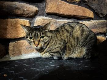 Rescue Domestic Short Hair Cats for Adoption in Crown Point, Indiana - Roxy | PetCurious