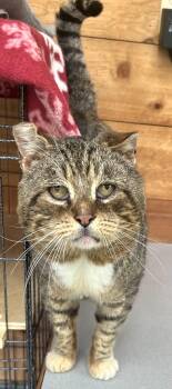 Watson -  Tabby Cat for Adoption in Springfield, Oregon - Watson | PetCurious