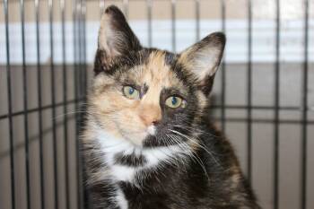 JOJO -  Domestic Short Hair and Tabby Cat for Adoption in Brazil, Indiana - JOJO | PetCurious