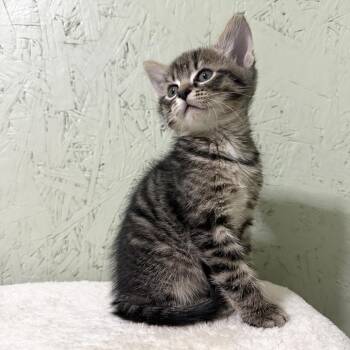 Domestic Short Hair Cats Available for Adoption in Cumming, Georgia - Danish | PetCurious