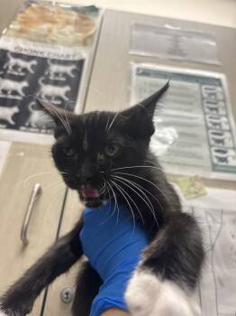 DISCOVERY -  Domestic Short Hair Cat for Adoption in Las Vegas, Nevada - DISCOVERY | PetCurious