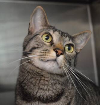 Timmy -  Domestic Short Hair Cat for Adoption - Timmy | PetCurious