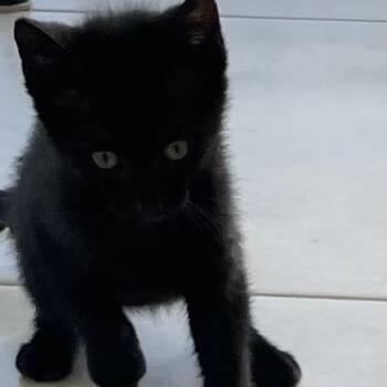 Bowtie -  Domestic Short Hair Cat for Adoption in West Palm Beach, Florida - Bowtie | PetCurious