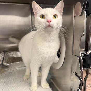 Snowflake -  Domestic Short Hair Cat for Adoption in Spokane, Washington - Snowflake | PetCurious