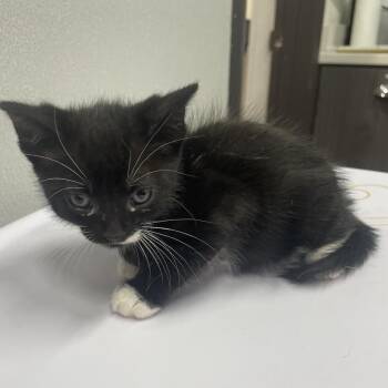 Domestic Short Hair Cats Available for Adoption in Tampa, Florida - Steve | PetCurious