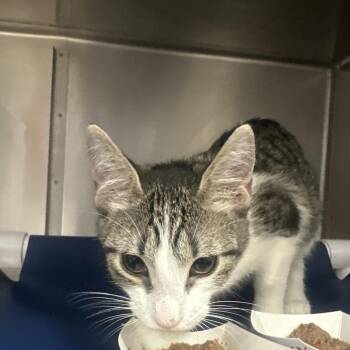 Bravo -  Domestic Short Hair Cat for Adoption in Lakeland, Florida - Bravo | PetCurious