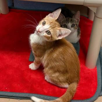 Ray -  Domestic Short Hair Cat for Adoption in Westhampton, New York - Ray | PetCurious
