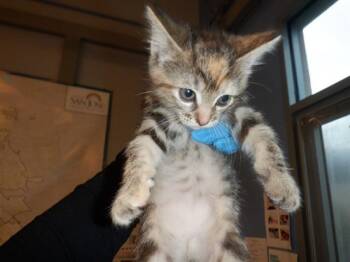 Domestic Short Hair Cats Available for Adoption in San Jose, California - BETHANY | PetCurious