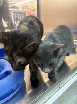 Bonnie and Blaze -  Domestic Short Hair Cat for Adoption in Worcester, Massachusetts - Bonnie And Blaze | PetCurious