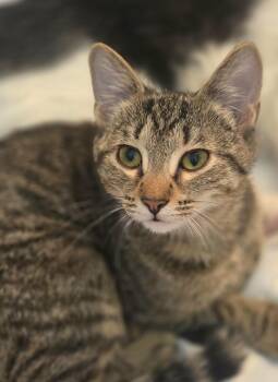 Rescue Domestic Short Hair Cats for Adoption in Stamford, Connecticut - Sweet, Snuggly Young | PetCurious