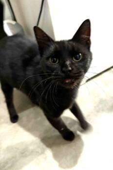 Rescue Domestic Short Hair Cats for Adoption in Harpers Ferry, West Virginia - Destiny | PetCurious
