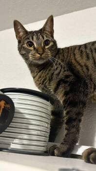 Rescue Domestic Short Hair Cats for Adoption in Hollister, California - Rae | PetCurious