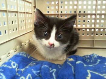 Domestic Short Hair Cats Available for Adoption in Charlotte, North Carolina - A1264685 | PetCurious