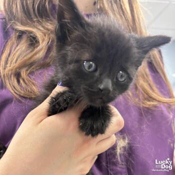 Domestic Short Hair Cats Available for Adoption in Washington, District Of Columbia - Magic | PetCurious