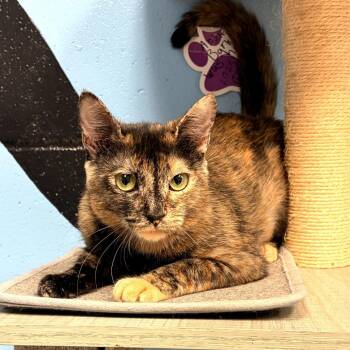 Cookie -  Domestic Short Hair Cat for Adoption in Tallahassee, Florida - Cookie | PetCurious
