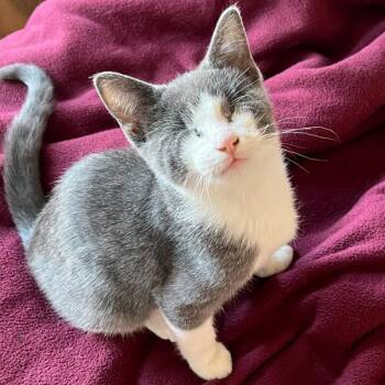 Pooh -- Bonded Buddy With Toge -  Domestic Short Hair Cat for Adoption in Des Moines, Iowa - Pooh -- Bonded Buddy With Toge | PetCurious