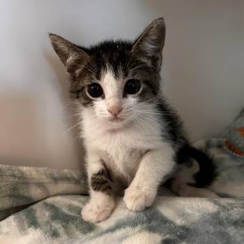 Domestic Short Hair Cats Available for Adoption in Phoenix, Arizona - Princess Bubblegum | PetCurious