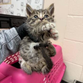 Guns N Roses -  Domestic Short Hair Cat for Adoption in Reno, Nevada - Guns N Roses | PetCurious