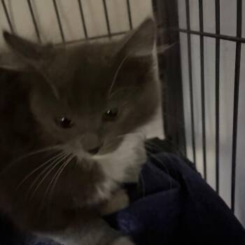 Miss America -  Domestic Medium Hair Cat for Adoption in Waldorf, Maryland - Miss America | PetCurious