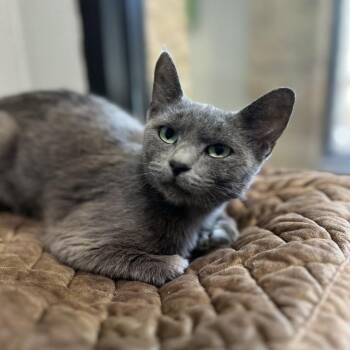 Willow -  Domestic Short Hair Cat for Adoption in Jackson, Michigan - Willow | PetCurious