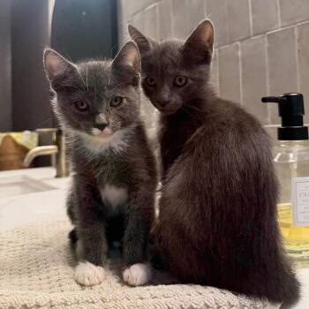 Drew -  Domestic Short Hair Cat for Adoption in Belfair, Washington - Drew | PetCurious