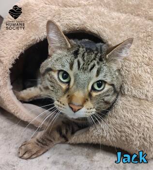 Domestic Short Hair Cats Available for Adoption in Heath, Ohio - Jack | PetCurious