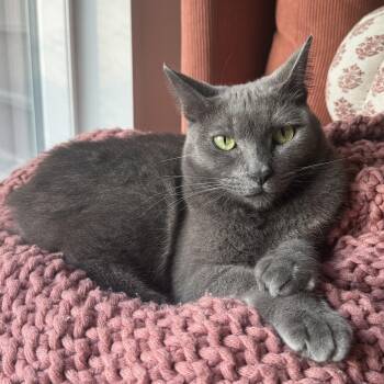 Wolfie -  Domestic Short Hair Cat for Adoption in Villa Park, California - Wolfie | PetCurious