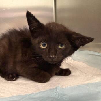 Chili Beans -  Domestic Short Hair Cat for Adoption in Greensboro, North Carolina - Chili Beans | PetCurious
