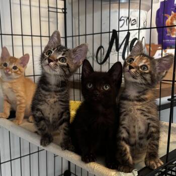 Rousey -  Domestic Short Hair Cat for Adoption in Ewa Beach, Hawaii - Rousey | PetCurious