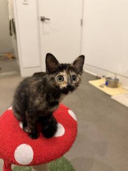 Cat Winslett CS 3 -  Domestic Short Hair Cat for Adoption in Dallas, Texas - Cat Winslett CS 3 | PetCurious