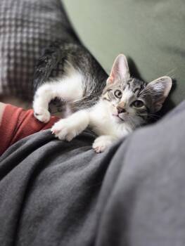 Scud -  Domestic Short Hair Cat for Adoption in Royal Oak, Michigan - Scud | PetCurious