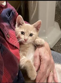 Little Stevie -  Domestic Short Hair Cat for Adoption in Howell, Michigan - Little Stevie | PetCurious