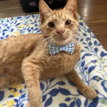 Domestic Short Hair Cats Available for Adoption in Rossville, Georgia - Saturn | PetCurious