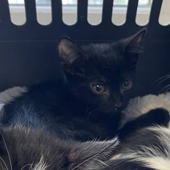 Domestic Short Hair Cats Available for Adoption in Walden, New York - Tai | PetCurious