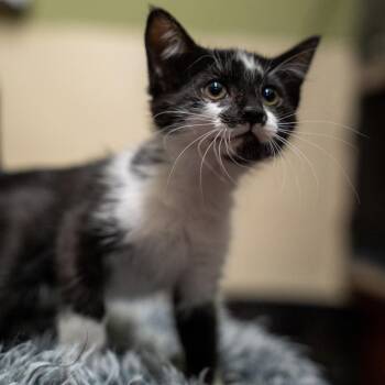 Judy -  Domestic Short Hair Cat Available for Adoption in Gainesville, Georgia - Judy | PetCurious