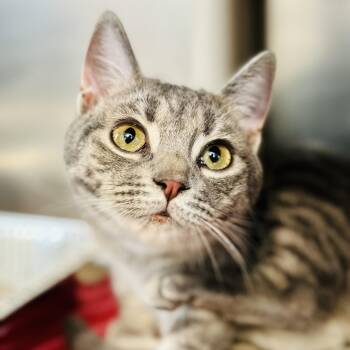 Domestic Short Hair Cats Available for Adoption in Jackson Township, New Jersey - Miss Peregrine  | PetCurious