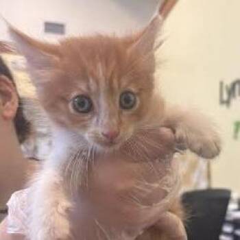 Murray -  Domestic Short Hair Cat for Adoption in Lynchburg, Virginia - Murray | PetCurious